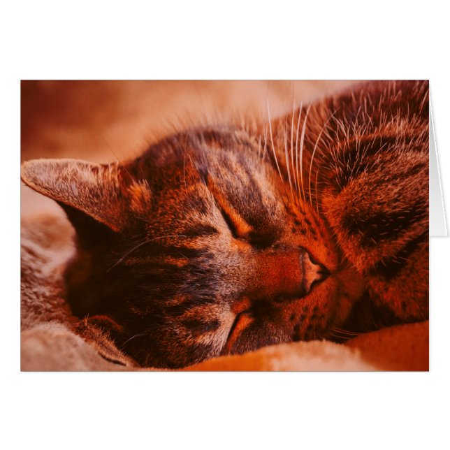 Mischief Free (Vorderseite (Horizontal))