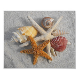 MischMuscheln und Starfish auf weißem Sand-Strand Fotodruck