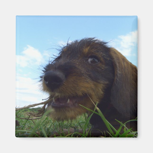 Mischous-Dackel-Welpe Magnet (Vorne)