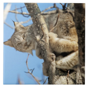 Mischous Lynx Fliese