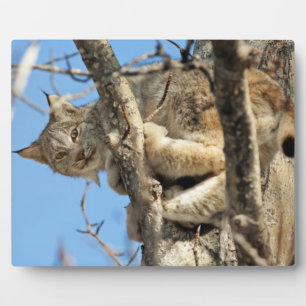 Mischous Lynx Fotoplatte