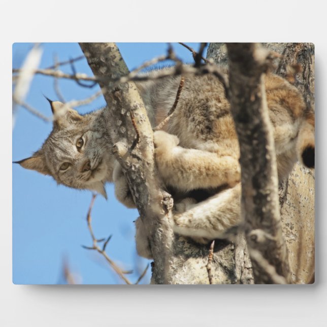 Mischous Lynx Fotoplatte (Vorderseite)