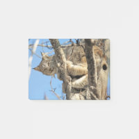 Mischous Lynx