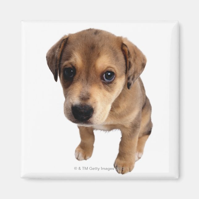 Mischrasse Magnet (Vorne)