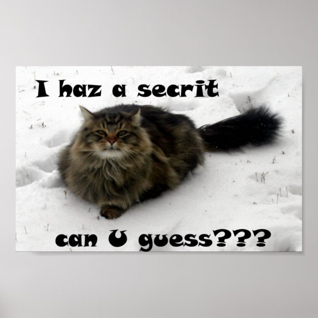 Mischvous Maine Coon im Schnee Poster (Vorne)