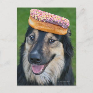 Mischzüchter mit Donut auf Kopf Postkarte