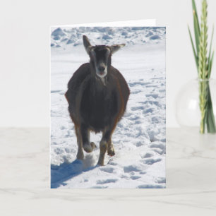 Misha hat Spaß in Schnee Weihnachten