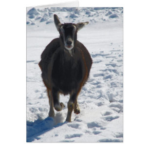 Misha hat Spaß und läuft im Schnee