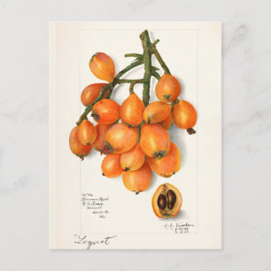 Mispeln (Eriobotrya Japon Fruit Painting Postkarte