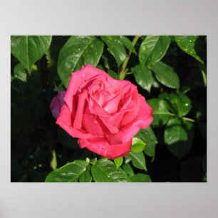 Miss All-American Beauty Hybrid Tea Rose 097 Poster