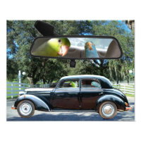 Miss Daisy Pacific Parrotlets Fotograf