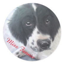 Miss Fannie - English Springer Spanisch Sticker