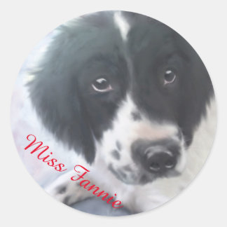 Miss Fannie - English Springer Spanisch Sticker