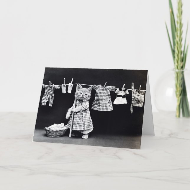 Miss Kitten Doing Wäsche Karte (Vorderseite)