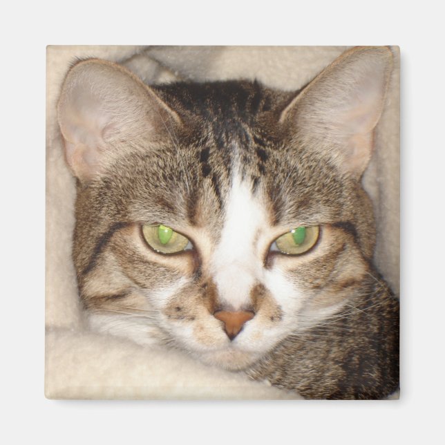 Miss.Kitty.2010 Magnet (Vorne)