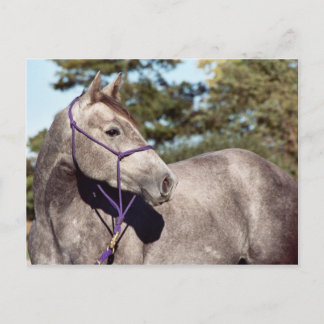 Miss Peppy Shu Postcard Postkarte