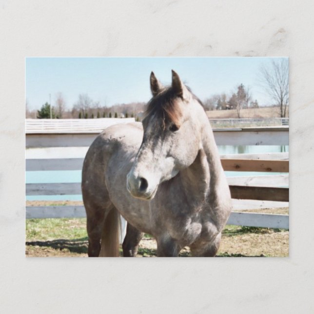 Miss Peppy Shu Postkarte (Vorderseite)