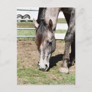 Miss Peppy Shu Postkarte