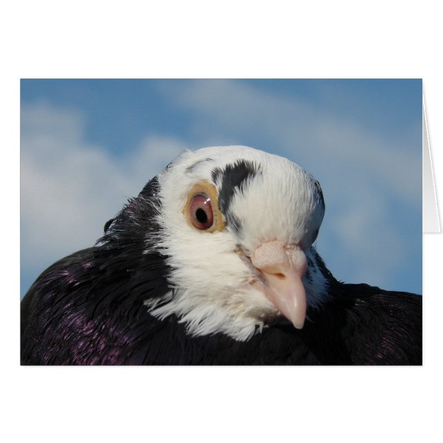 Miss Pigeon (Vorderseite (Horizontal))