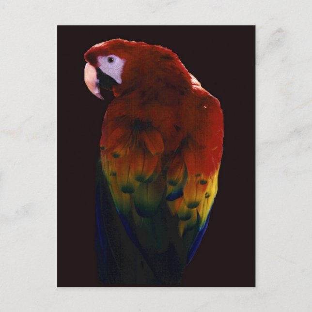 Miss Scarlett Postkarte (Vorderseite)