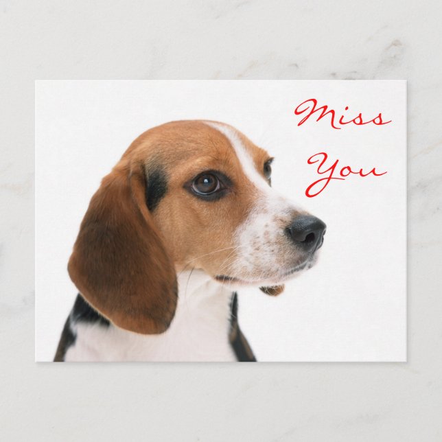 Miss You Beagle Welpe Hund Gruß Postkarte (Vorderseite)