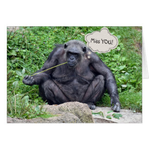 Miss You Chimpanzee