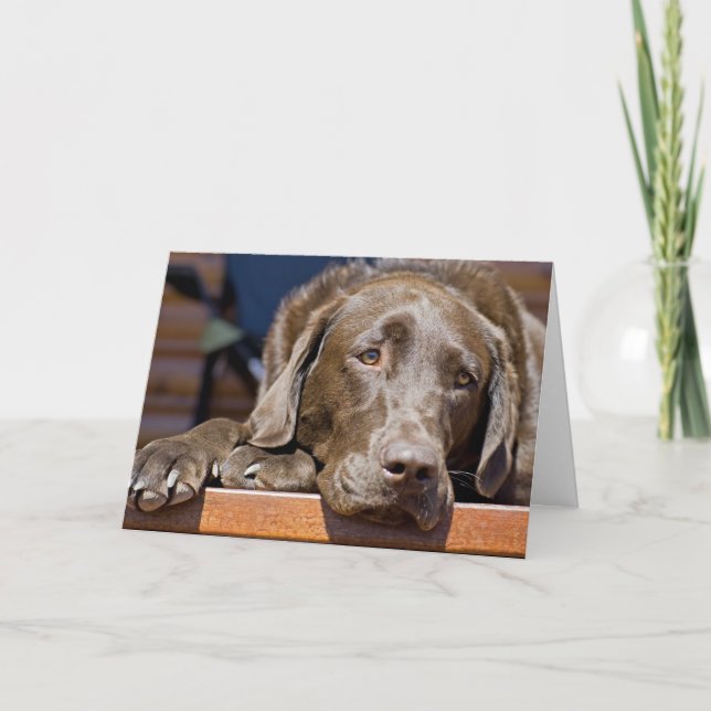 Miss You Chocolate Labrador Retriever Foto Karte (Vorderseite)