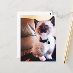 Miss You Fuzzy Adorable Siam Kitty Foto Postkarte