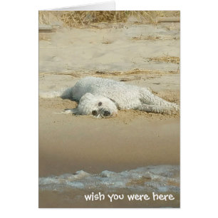 Miss You goldendoodle am Strand