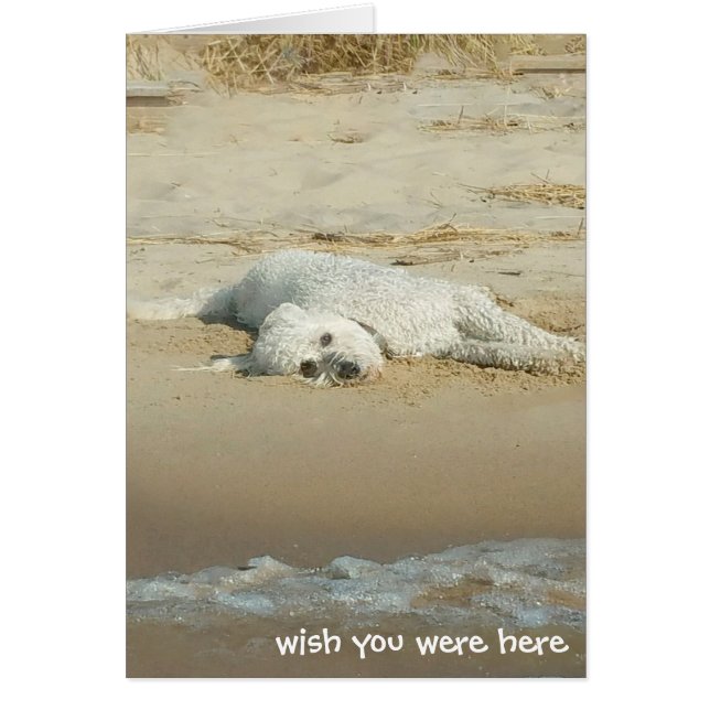 Miss You goldendoodle am Strand (Vorne)