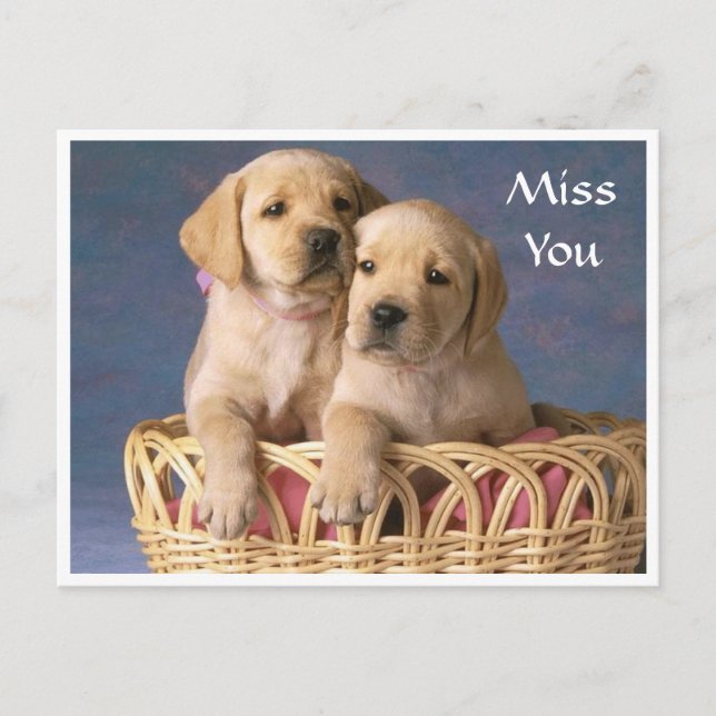 Miss You Labrador Retriever Puppy Post Card Postkarte (Vorderseite)