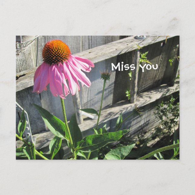 Miss you pink Daisy Postkarte (Vorderseite)