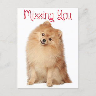 Miss You Spitz Welpe Hund Gruß Postkarte
