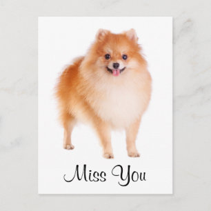 Miss You Spitz Welpe Hund Gruß Postkarte