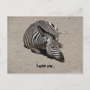 Miss You Zebra Postkarte