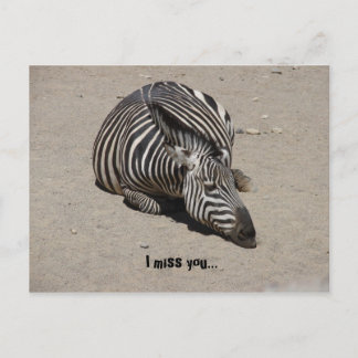 Miss You Zebra Postkarte