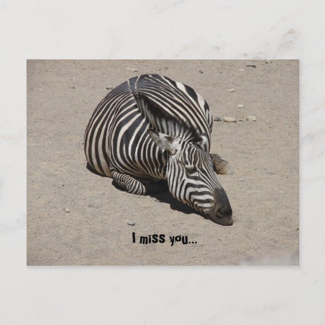 Miss You Zebra Postkarte (Vorderseite)