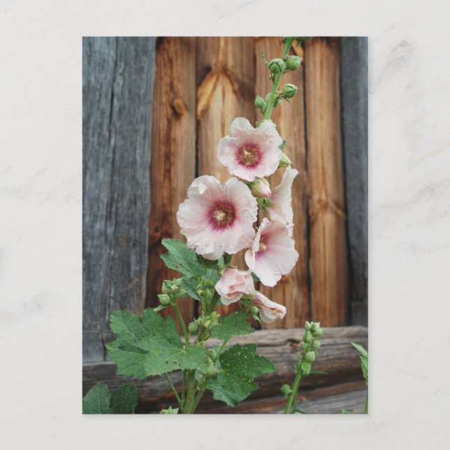 Misshandlung Postkarte (Vorderseite)