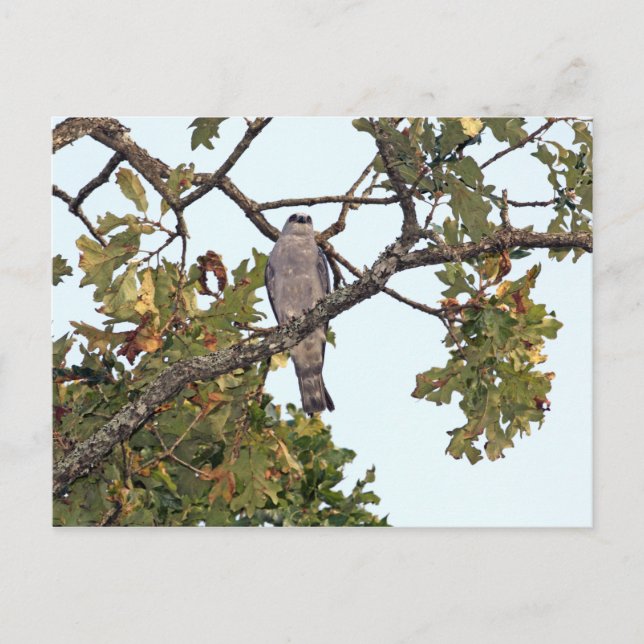 Mississippi Kite und Eichenbaum Postkarte (Vorderseite)
