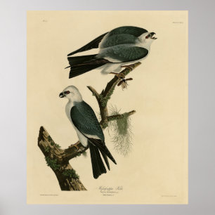 Mississippi Kite von Audubons Vögeln von Amerika Poster