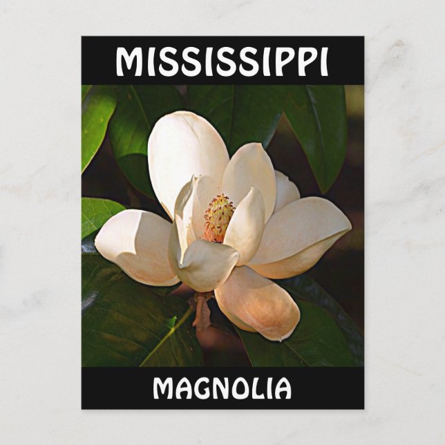 Mississippi Magnolia Postkarte (Vorderseite)