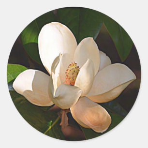 Mississippi Magnolia Runder Aufkleber