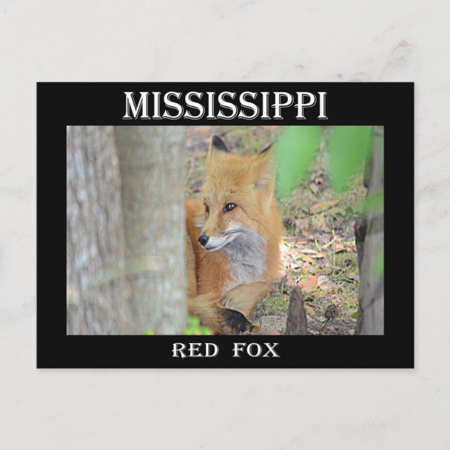 Mississippi Red Fox Postkarte (Vorderseite)