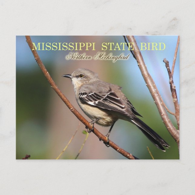 Mississippi Staat Bird - Nordmockingbird Postkarte (Vorderseite)