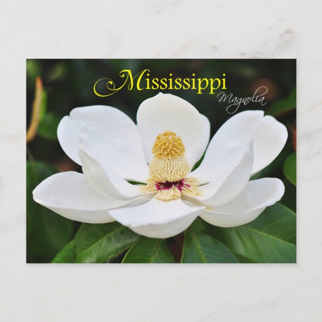 Mississippi Staat Blume: Magnolia Postkarte (Vorderseite)