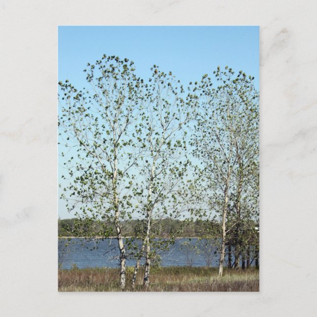 Mississippi Trees Postkarte (Vorderseite)