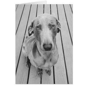 Missmutiges Weimaraner B&W