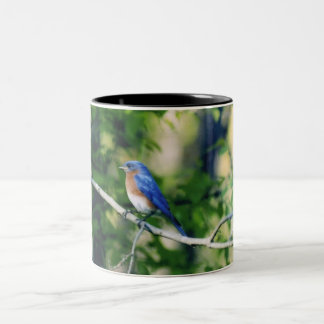 Missouri-Blau-Vogel Zweifarbige Tasse