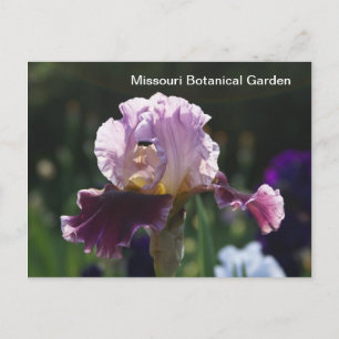 Missouri Botanical Garden-Iris Postkarte