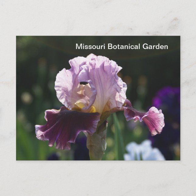 Missouri Botanical Garden-Iris Postkarte (Vorderseite)